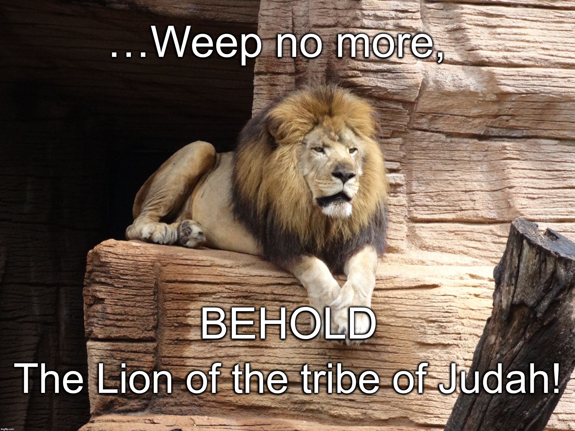 …Weep no more, BEHOLD; The Lion of the tribe of Judah! | image tagged in tribe of judah | made w/ Imgflip meme maker