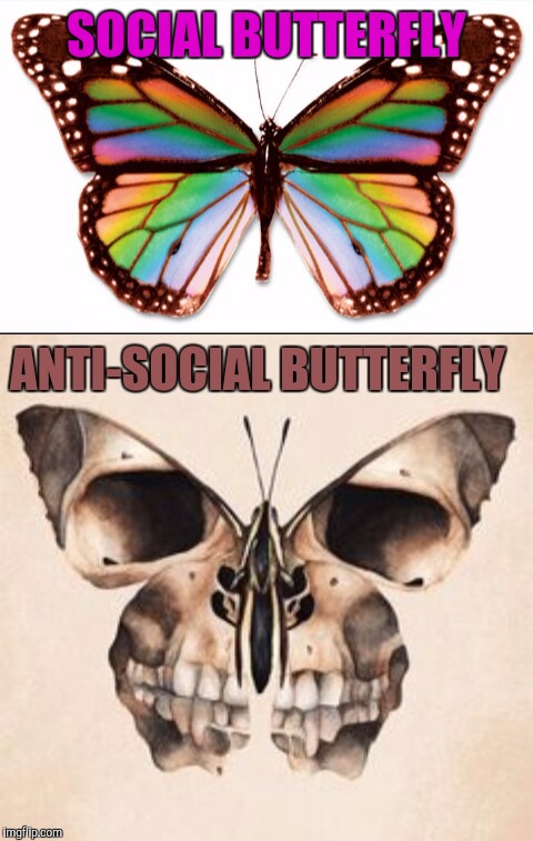 SOCIAL BUTTERFLY; ANTI-SOCIAL BUTTERFLY | image tagged in memes,butterfly | made w/ Imgflip meme maker