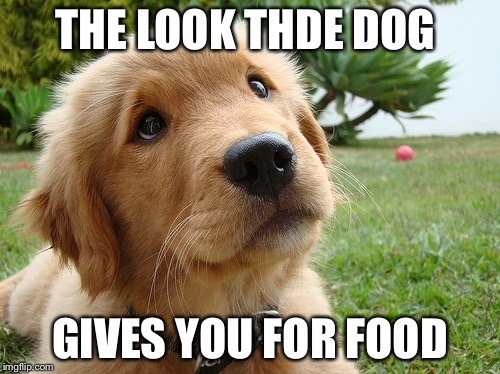 THE LOOK THDE DOG; GIVES YOU FOR FOOD | image tagged in cute puppies | made w/ Imgflip meme maker