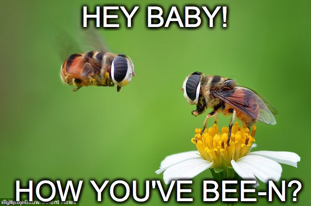 Just buzzing by | HEY BABY! HOW YOU'VE BEE-N? | image tagged in bee,been,hey baby how you've bee-n | made w/ Imgflip meme maker