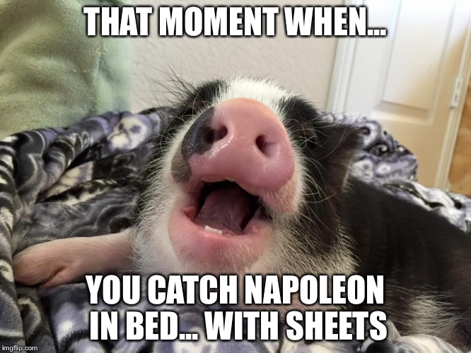 pig meme | THAT MOMENT WHEN... YOU CATCH NAPOLEON IN BED... WITH SHEETS | image tagged in pig meme | made w/ Imgflip meme maker