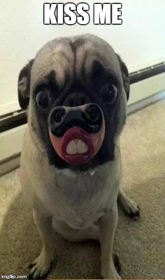 ugly dog need a kiss | KISS ME | image tagged in kiss,dog | made w/ Imgflip meme maker