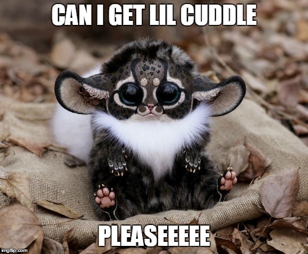 Cute fox | CAN I GET LIL CUDDLE; PLEASEEEEE | image tagged in cute fox | made w/ Imgflip meme maker