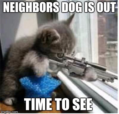 cats with guns | NEIGHBORS DOG IS OUT; TIME TO SEE | image tagged in cats with guns | made w/ Imgflip meme maker