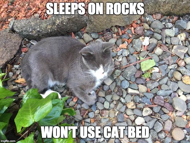 cat sleeps on rocks | SLEEPS ON ROCKS; WON'T USE CAT BED | image tagged in sleeping cat | made w/ Imgflip meme maker