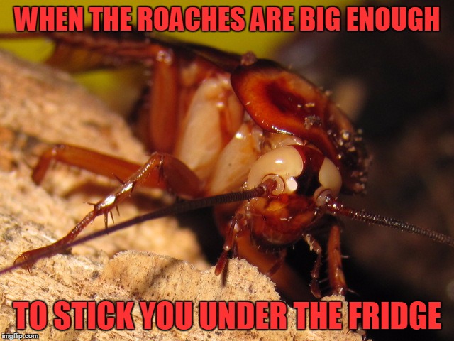 When the roaches so big | WHEN THE ROACHES ARE BIG ENOUGH; TO STICK YOU UNDER THE FRIDGE | image tagged in cockroach,roach,cock,naked,porn,food | made w/ Imgflip meme maker