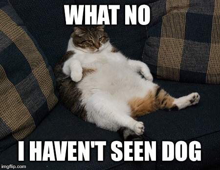 Where is dog | WHAT NO; I HAVEN'T SEEN DOG | image tagged in fat cat,dog,cats | made w/ Imgflip meme maker