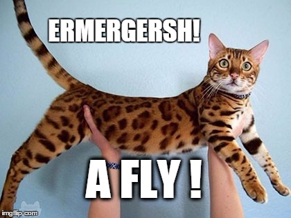 A little distracted | ERMERGERSH! A FLY ! | image tagged in cats,funny cats,squirrel,x all the y | made w/ Imgflip meme maker