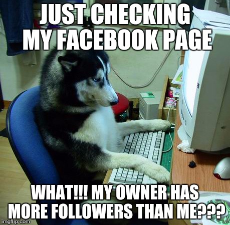 I Have No Idea What I Am Doing | JUST CHECKING MY FACEBOOK PAGE; WHAT!!! MY OWNER HAS MORE FOLLOWERS THAN ME??? | image tagged in memes,i have no idea what i am doing | made w/ Imgflip meme maker