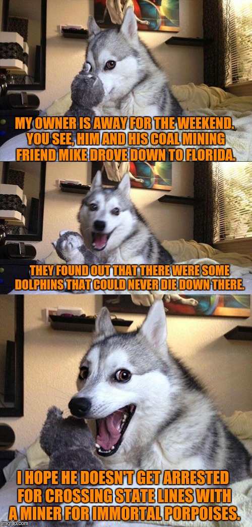 Bad Pun Dog | MY OWNER IS AWAY FOR THE WEEKEND. YOU SEE, HIM AND HIS COAL MINING FRIEND MIKE DROVE DOWN TO FLORIDA. THEY FOUND OUT THAT THERE WERE SOME DOLPHINS THAT COULD NEVER DIE DOWN THERE. I HOPE HE DOESN'T GET ARRESTED FOR CROSSING STATE LINES WITH A MINER FOR IMMORTAL PORPOISES. | image tagged in memes,bad pun dog,dolphins,porpoise,arrested,florida | made w/ Imgflip meme maker