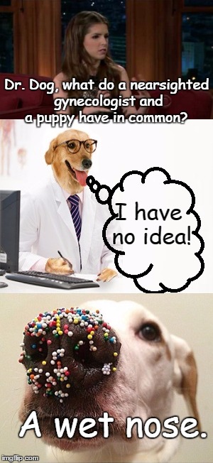 Punny Anna Kendrick | Dr. Dog, what do a nearsighted gynecologist and a puppy have in common? I have no idea! A wet nose. | image tagged in animals,memes,funny | made w/ Imgflip meme maker