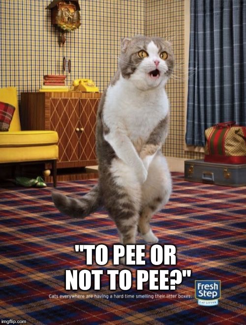 Gotta Go Cat | "TO PEE OR NOT TO PEE?" | image tagged in memes,gotta go cat | made w/ Imgflip meme maker