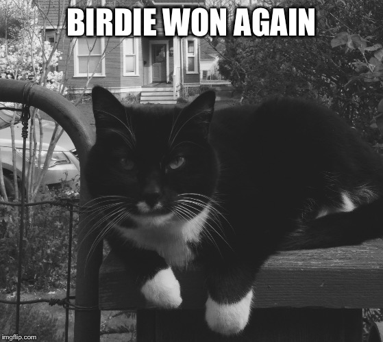 Birdie | BIRDIE WON AGAIN | image tagged in bernie sanders | made w/ Imgflip meme maker
