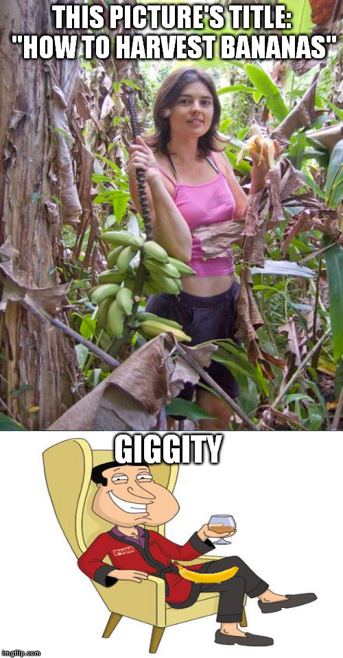 All right! | THIS PICTURE'S TITLE: "HOW TO HARVEST BANANAS"; GIGGITY | image tagged in memes,quagmire,bananas,innuendo | made w/ Imgflip meme maker