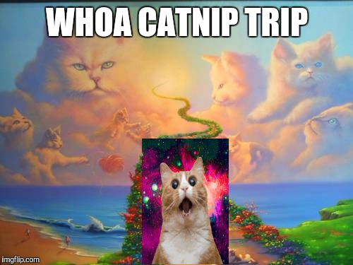 Kitties in the sky with shiny yarnballs | WHOA CATNIP TRIP | image tagged in funny memes,cats,catnip,trippy | made w/ Imgflip meme maker