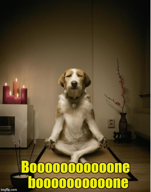 When a dog meditates | Booooooooooone  boooooooooone | image tagged in dog meditation funny | made w/ Imgflip meme maker
