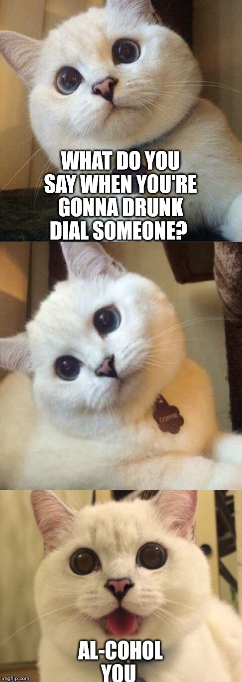 Drunk dialing  | WHAT DO YOU SAY WHEN YOU'RE GONNA DRUNK DIAL SOMEONE? AL-COHOL YOU | image tagged in bad pun cat | made w/ Imgflip meme maker