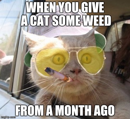 Fear And Loathing Cat | WHEN YOU GIVE A CAT SOME WEED; FROM A MONTH AGO | image tagged in memes,fear and loathing cat | made w/ Imgflip meme maker