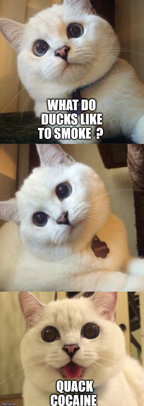 WHAT DO DUCKS LIKE TO SMOKE

? QUACK COCAINE | made w/ Imgflip meme maker