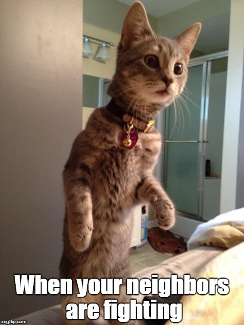 Cat Staring | When your neighbors are fighting | image tagged in cat staring | made w/ Imgflip meme maker