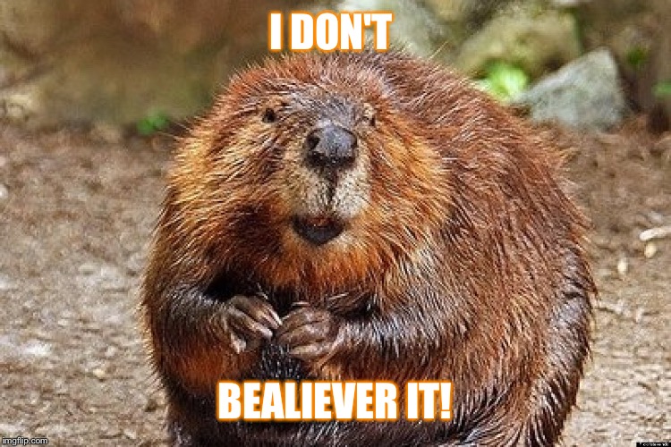 Beaver believe  | I DON'T; BEALIEVER IT! | image tagged in beaver,i want to believe | made w/ Imgflip meme maker