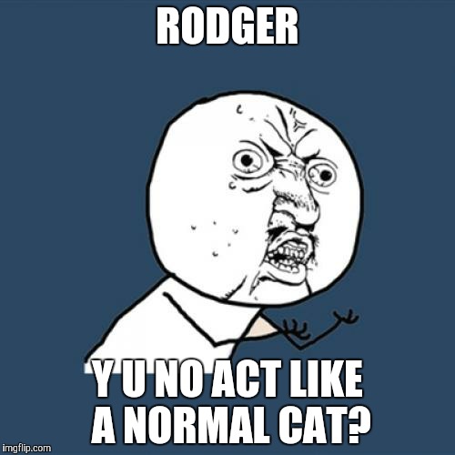 Y U No | RODGER; Y U NO ACT LIKE A NORMAL CAT? | image tagged in memes,y u no | made w/ Imgflip meme maker