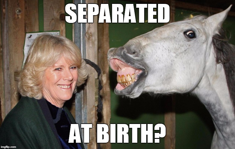 SEPARATED; AT BIRTH? | image tagged in horsie | made w/ Imgflip meme maker