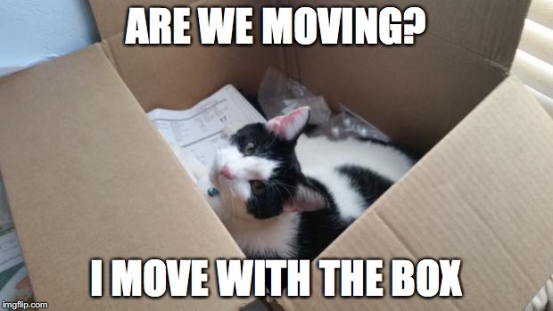 cat in the box | ARE WE MOVING? I MOVE WITH THE BOX | image tagged in cat in the box | made w/ Imgflip meme maker