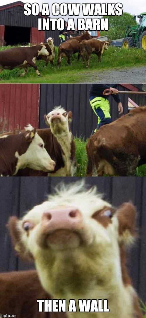 Cow walking  | SO A COW WALKS INTO A BARN; THEN A WALL | image tagged in bad pun cow,memes,cow | made w/ Imgflip meme maker