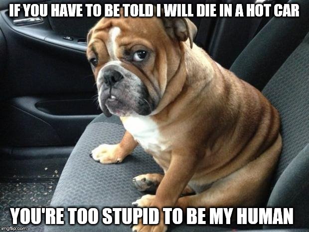 If you have to be told... | IF YOU HAVE TO BE TOLD I WILL DIE IN A HOT CAR; YOU'RE TOO STUPID TO BE MY HUMAN | image tagged in bulldog | made w/ Imgflip meme maker