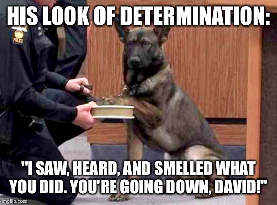 K9 Cop On The Witness Stand: | HIS LOOK OF DETERMINATION:; "I SAW, HEARD, AND SMELLED WHAT YOU DID. YOU'RE GOING DOWN, DAVID!" | image tagged in memes,dogs,lmao | made w/ Imgflip meme maker