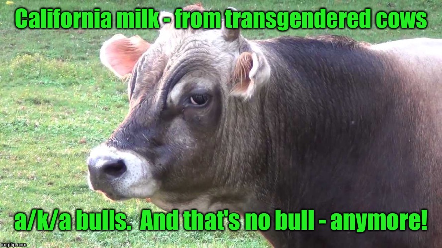 Got milk? Are you SURE? | California milk - from transgendered cows; a/k/a bulls.  And that's no bull - anymore! | image tagged in meme,milk,transgendered cow | made w/ Imgflip meme maker