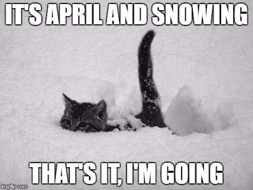 Snow Cat | IT'S APRIL AND SNOWING; THAT'S IT, I'M GOING | image tagged in snow cat | made w/ Imgflip meme maker