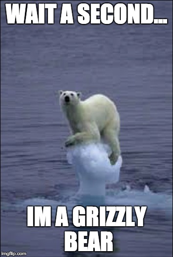 WAIT A SECOND... IM A GRIZZLY BEAR | image tagged in bear | made w/ Imgflip meme maker