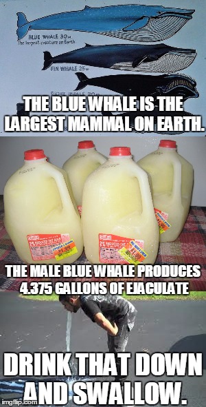 Hey! Did you know? | THE BLUE WHALE IS THE LARGEST MAMMAL ON EARTH. THE MALE BLUE WHALE PRODUCES 4.375 GALLONS OF EJACULATE; DRINK THAT DOWN AND SWALLOW. | image tagged in whales,and did you know that,gross,grossed out,funny memes,funny | made w/ Imgflip meme maker