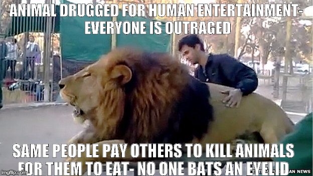 Drugged Lion | ANIMAL DRUGGED FOR HUMAN ENTERTAINMENT- EVERYONE IS OUTRAGED; SAME PEOPLE PAY OTHERS TO KILL ANIMALS FOR THEM TO EAT- NO ONE BATS AN EYELID | image tagged in lion | made w/ Imgflip meme maker