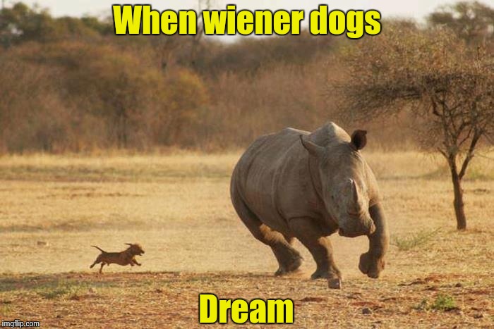 But a nightmare for the rhino | When wiener dogs; Dream | image tagged in animals,dream,dog | made w/ Imgflip meme maker