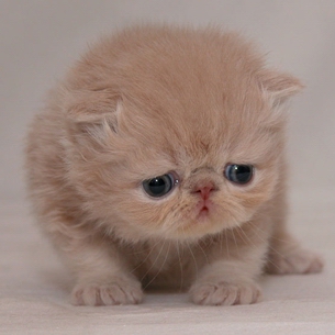 Cute Cat is Sad Blank Meme Template