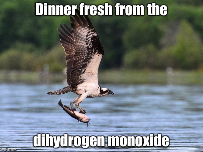 Osprey with catfish | Dinner fresh from the dihydrogen monoxide | image tagged in osprey with catfish | made w/ Imgflip meme maker
