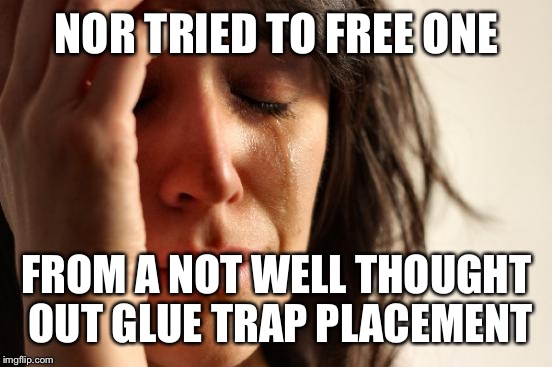 First World Problems Meme | NOR TRIED TO FREE ONE FROM A NOT WELL THOUGHT OUT GLUE TRAP PLACEMENT | image tagged in memes,first world problems | made w/ Imgflip meme maker