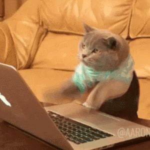 typing-cat Blank Meme Template