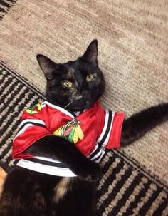 High Quality Blackhawks Cat Blank Meme Template