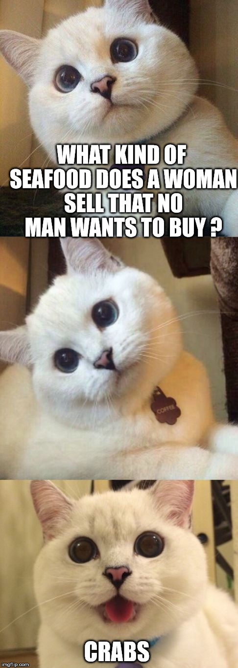 bad pun cat  | WHAT KIND OF SEAFOOD DOES A WOMAN SELL THAT NO MAN WANTS TO BUY ? CRABS | image tagged in bad pun cat | made w/ Imgflip meme maker