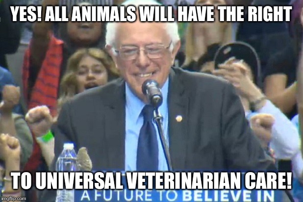 YES! ALL ANIMALS WILL HAVE THE RIGHT; TO UNIVERSAL VETERINARIAN CARE! | image tagged in bernie sanders,health care,bird | made w/ Imgflip meme maker