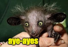 aye-ayes | made w/ Imgflip meme maker