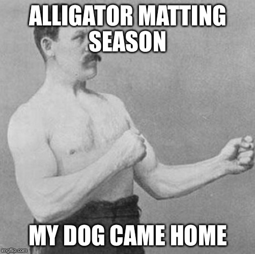 Welcome home | ALLIGATOR MATTING SEASON; MY DOG CAME HOME | image tagged in over manly man | made w/ Imgflip meme maker