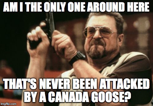 Am I The Only One Around Here Meme | AM I THE ONLY ONE AROUND HERE; THAT'S NEVER BEEN ATTACKED BY A CANADA GOOSE? | image tagged in memes,am i the only one around here | made w/ Imgflip meme maker