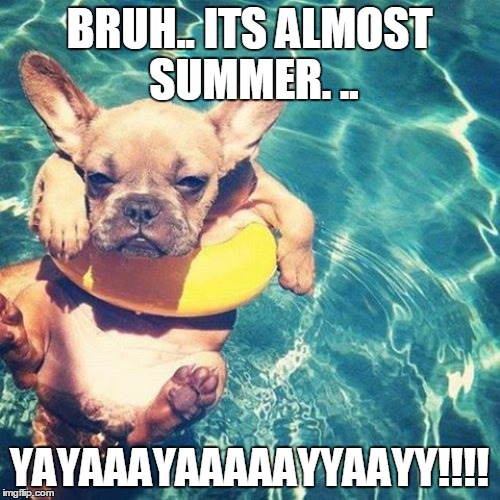 Summer is here dog pug | BRUH.. ITS ALMOST SUMMER. .. YAYAAAYAAAAAYYAAYY!!!! | image tagged in summer is here dog pug | made w/ Imgflip meme maker
