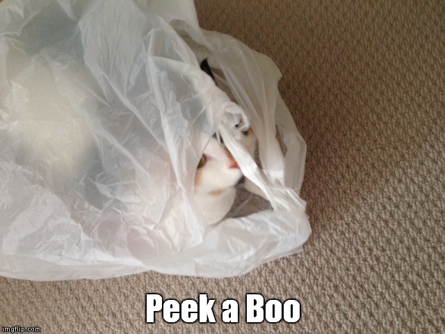 Peek a Boo | image tagged in cats,plastic,plastic bag challenge,naughty,funny cats | made w/ Imgflip meme maker
