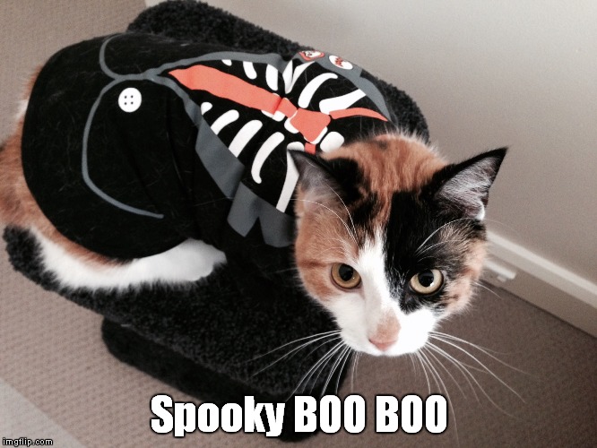 Spooky BOO BOO | image tagged in cats,funny cats,funny cat,cat,halloween,spooky | made w/ Imgflip meme maker
